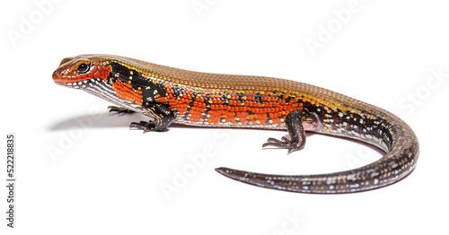 fire skink, Mochlus fernandi, isolated on white