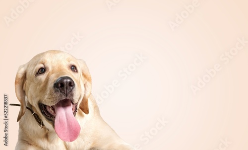happy adult dog smiling on color background