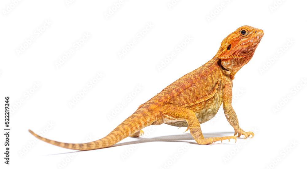 Obraz premium Back view of a Pogona looking up, agame barbu, isolated on white