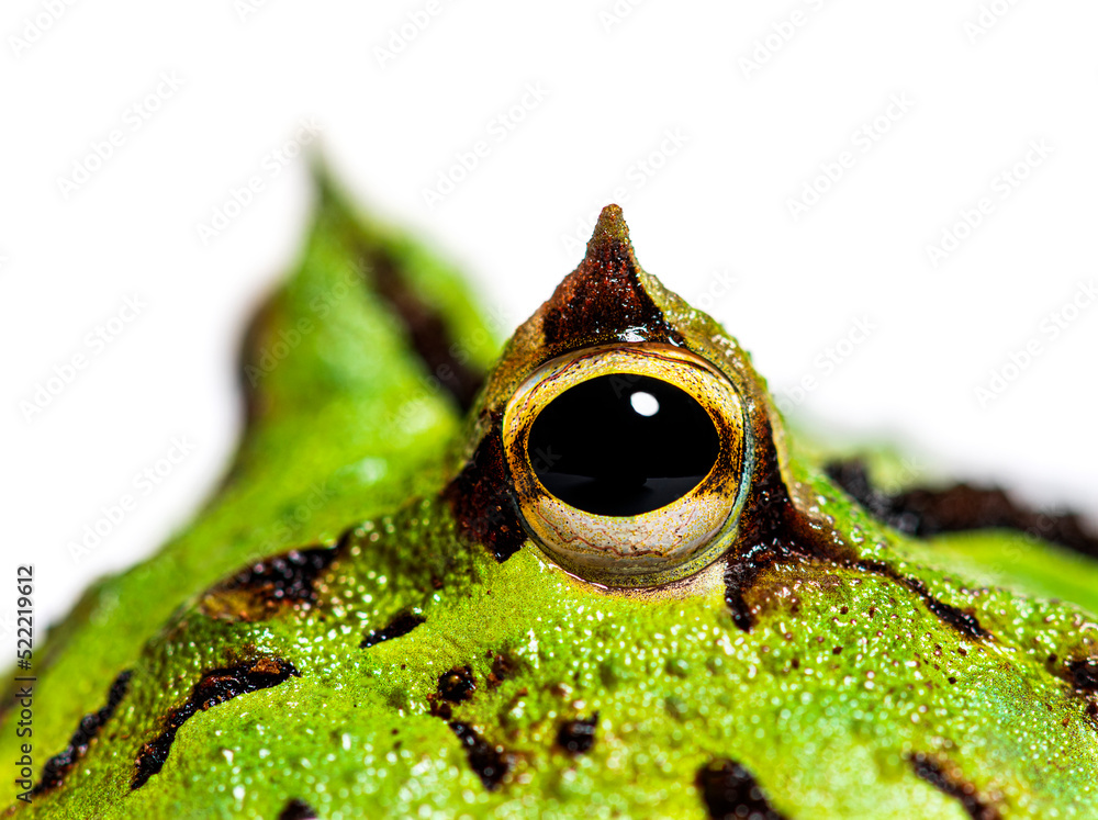 How To Spend Your Summer Break – Horned Frog Blog