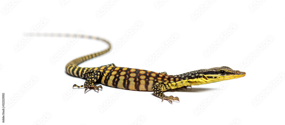 Kimberley rock monitor, Varanus glauerti, isoltaed on white Kimberley rock monitor, Varanus glauerti, isoltaed on white