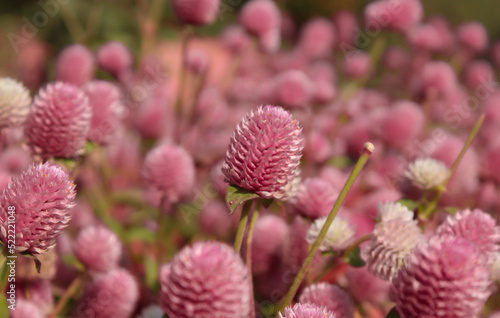 Tiny pink wild flower in kashmir