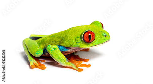 Side view of a Red-eyed tree frog, Agalychnis callidryas, isolat