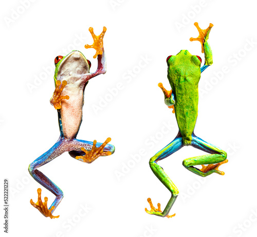 bottom and high view of a Red-eyed tree frog walking, Agalychnis