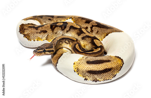 Piebald python regius smelling with its tongue, isolated on whit