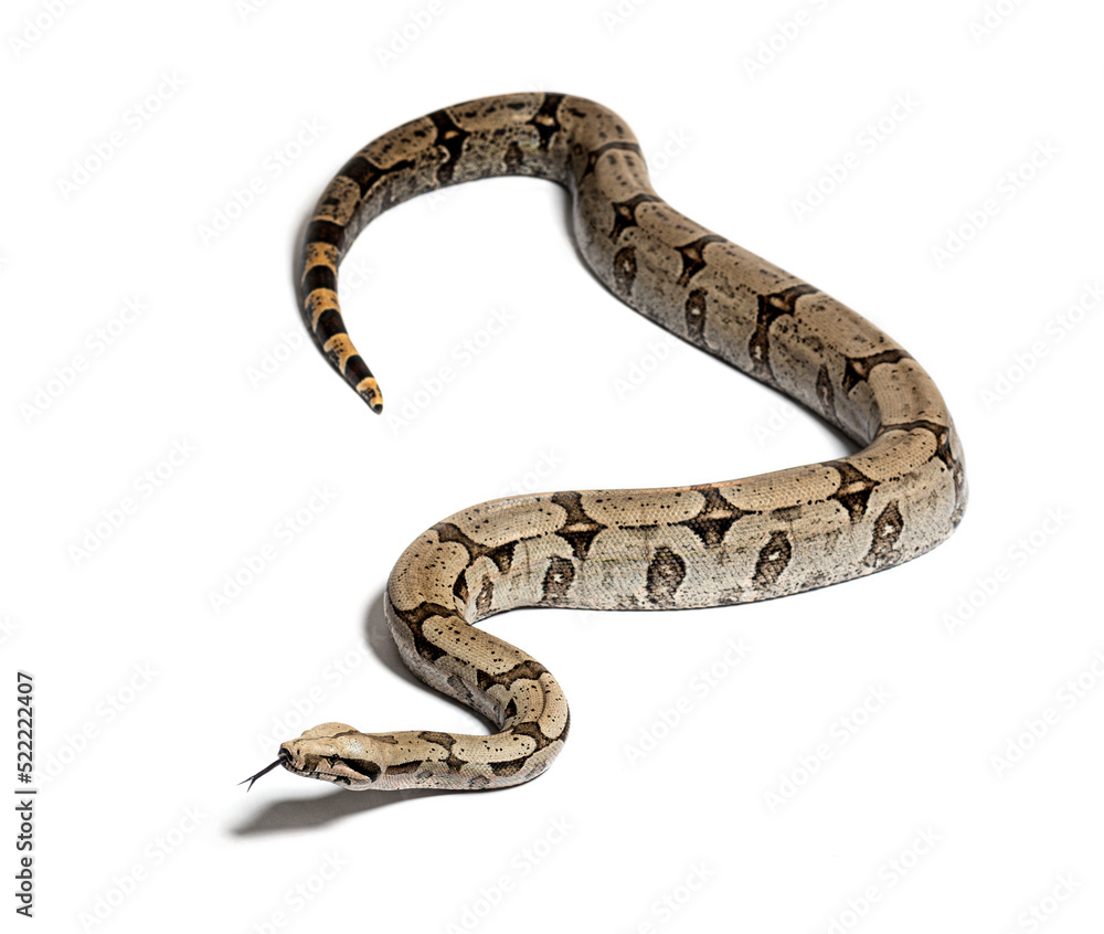 Boa constricteur sniffing with tongue out, isolated on white Boa constricteur sniffing with tongue out, isolated on white