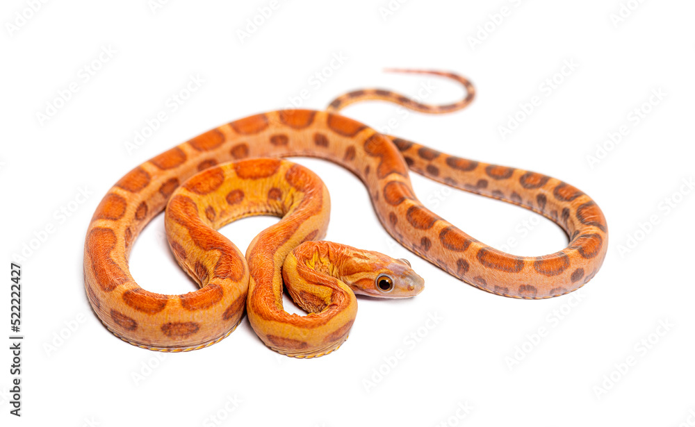 pantherophis guttatus scaleless, isolated on white pantherophis guttatus scaleless, isolated on white