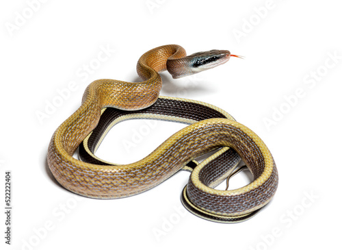 Beauty rat snake tongue out, orthriophis taeniurus ridleyi, isol photo