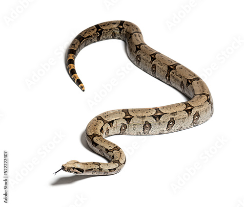 Boa constricteur sniffing with tongue out, isolated on white