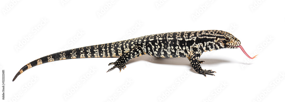 Fototapeta premium Profile view of Argentine black and white tegu sniffing with its