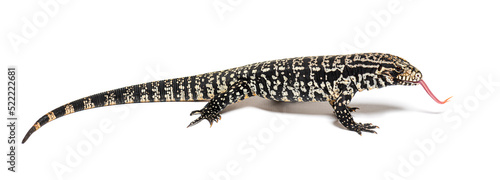 Profile view of Argentine black and white tegu sniffing with its