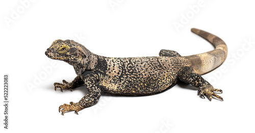 Sauromalus ater - common chuckwalla  specie of iguana  isolated