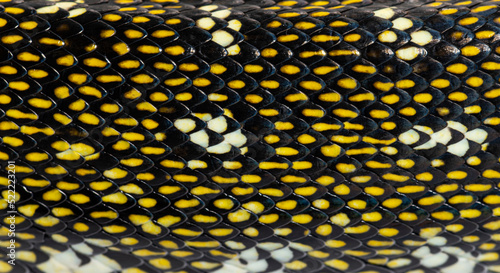 Close-up on Diamond python scales, snake, Morelia spilota spilot photo