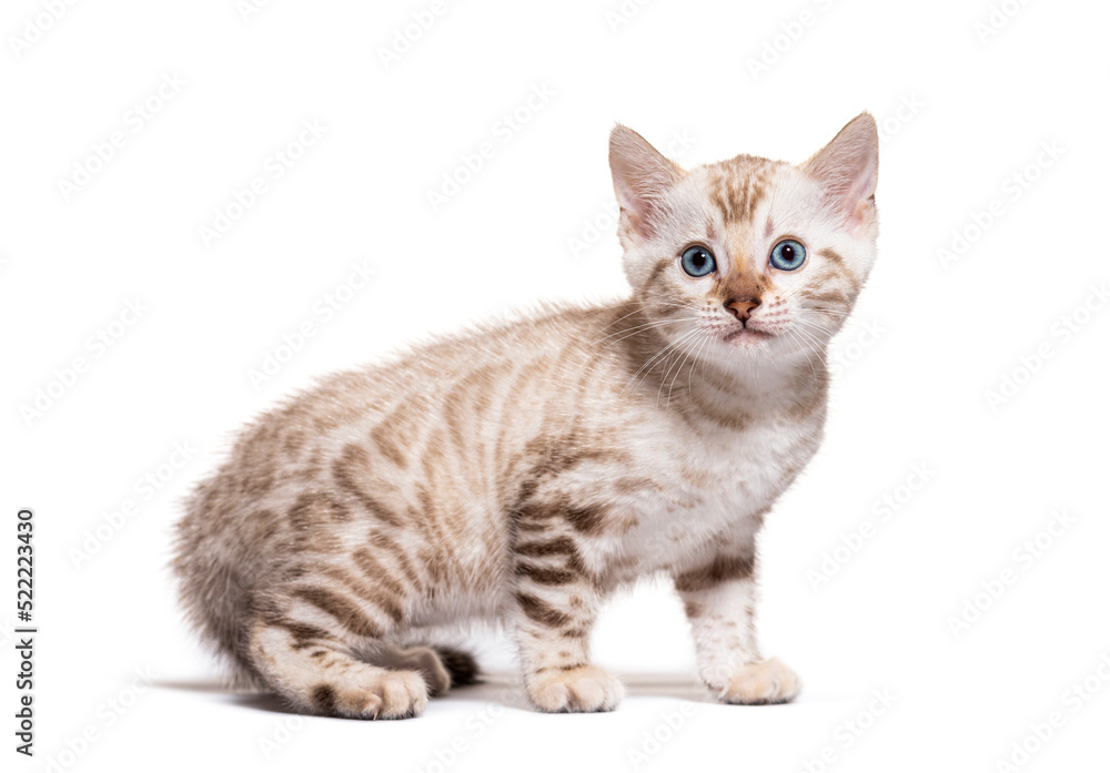 Profile view of a Bengal cat kitten, isolated on white