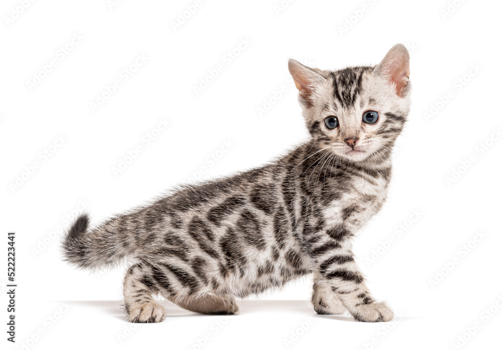 Profile view of a Bengal cat kitten, isolated on white