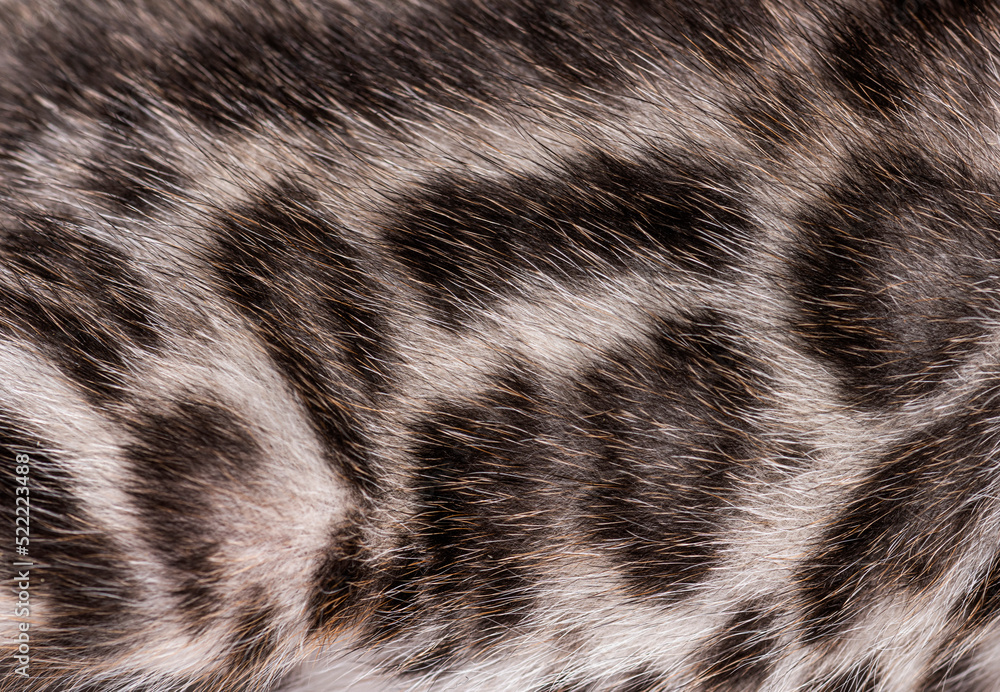 Close-up on the Bengal cat kitten fur Close-up on the Bengal cat kitten fur