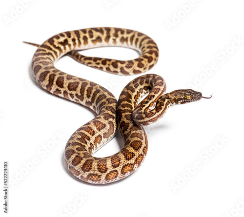 Children's python, Antaresia childreni, sniffing tongue out, isolated on white