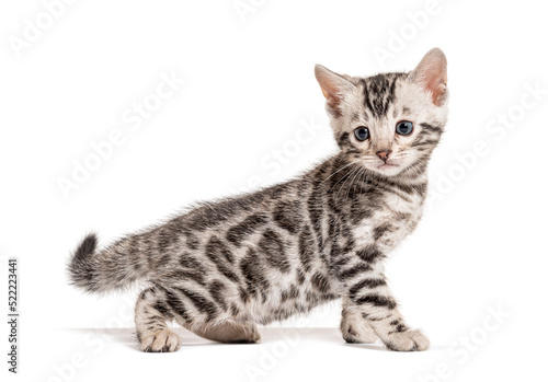 Profile view of a Bengal cat kitten, isolated on white