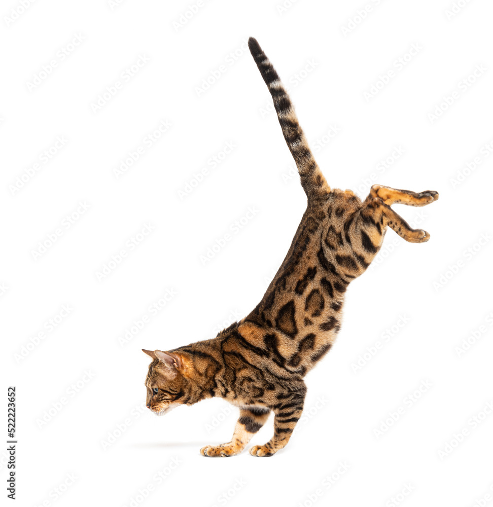Obraz premium Side view of a Bengal cat jumping down, isolated on white