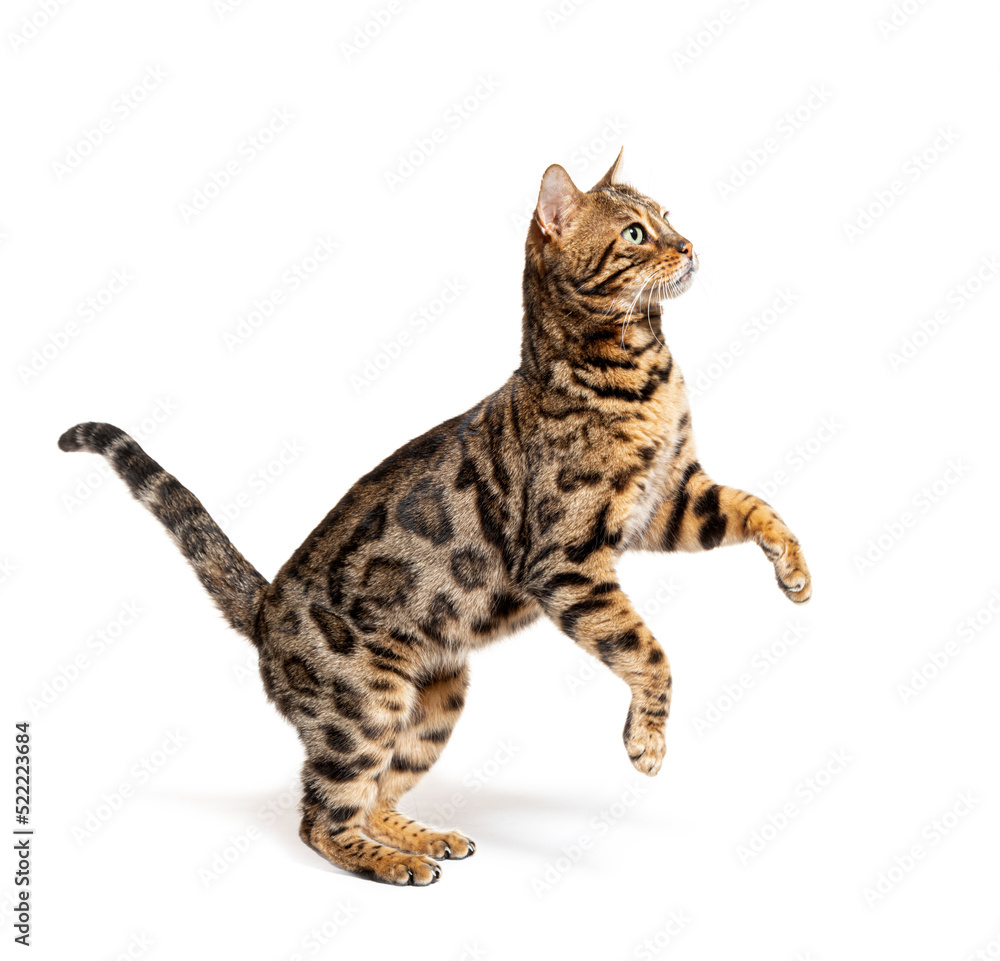 Side view of a Bengal cat jumping up, isolated on white Side view of a Bengal cat jumping up, isolated on white