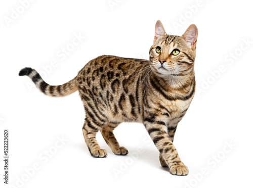 Bengal cat looking up, isolated on white