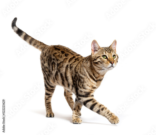 Foto Bengal cat walking and looking up, isolated on white