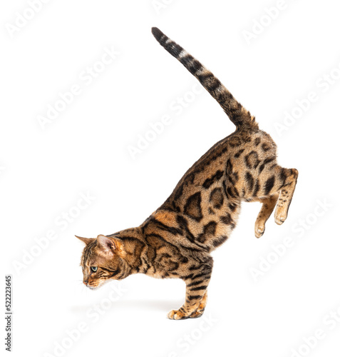 Side view of a Bengal cat jumping down, isolated on white