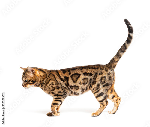 Side view of a Bengal cat walking, isolated on white