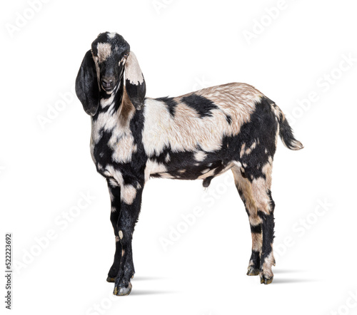 Side view of a Anglo-Nubian goat or Nubian, isolated on white