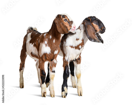 Fototapeta Naklejka Na Ścianę i Meble -  Two Anglo-Nubian goats, isolated on white