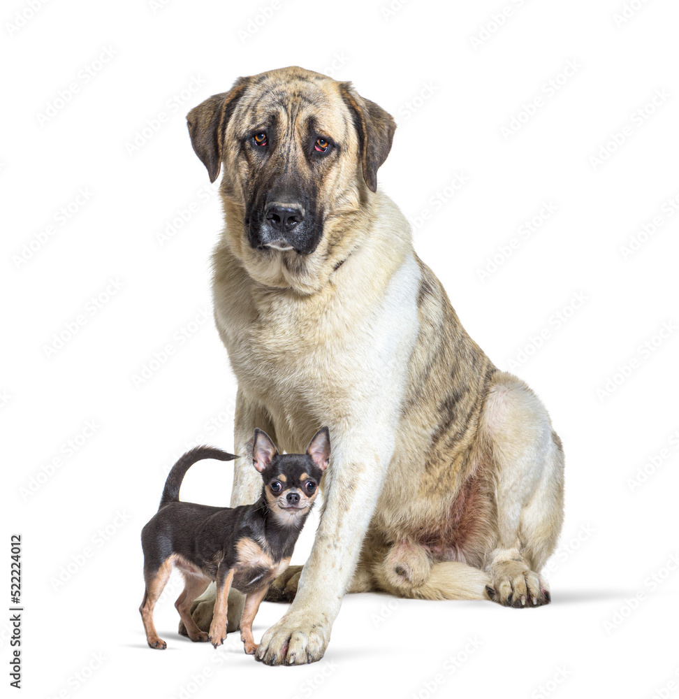 Transmontano Mastiff and a chihuahua standing together, isolated Transmontano Mastiff and a chihuahua standing together, isolated