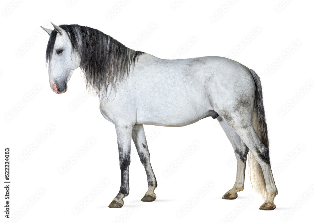 White lusitano horse standing in front, side view, isolated on w