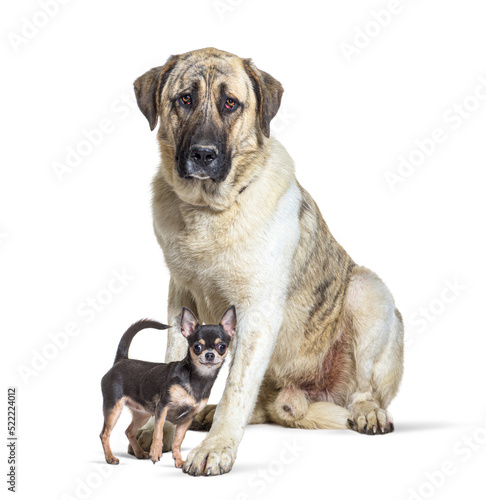 Transmontano Mastiff and a chihuahua standing together  isolated