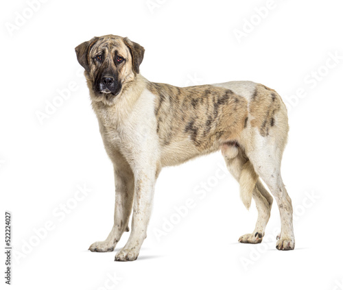 profile view of a Transmontano Mastiff  isolated on white