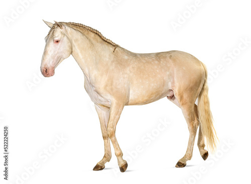 Lusitano horse walking in front, side view, isolated on white