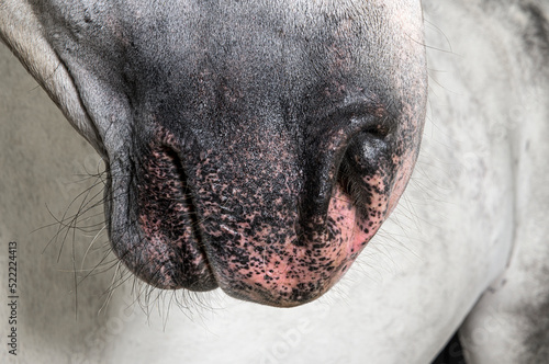 Schilderij op canvas Close-up on the nose and nostrils of a Lusitano horse