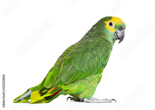 Blue-fronted parrot, Amazona aestiva, Isolated on white