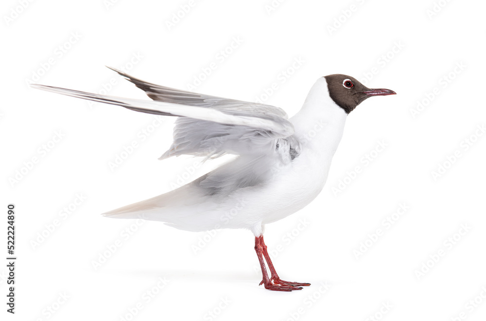 Adult summer plumage, black-headed gull, flapping wings, Chroicocephalus ridibundus, isolated on white Adult summer plumage, black-headed gull, flapping wings, Chroicocephalus ridibundus, isolated on white