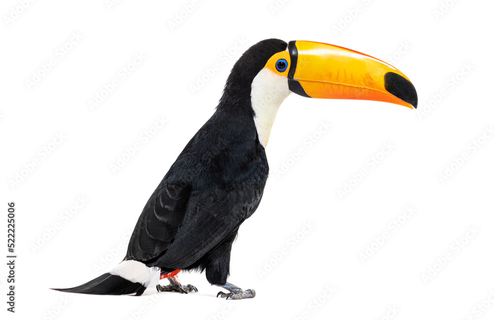 Naklejka premium Toucan toco, Ramphastos toco, isolated on white