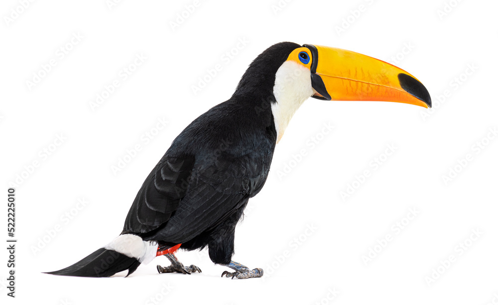 Obraz premium Toucan toco, Ramphastos toco, isolated on white