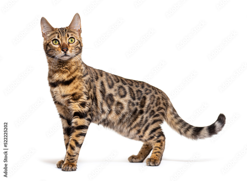 Side view of a Bengal cat looking at the camera, isolated Side view of a Bengal cat looking at the camera, isolated