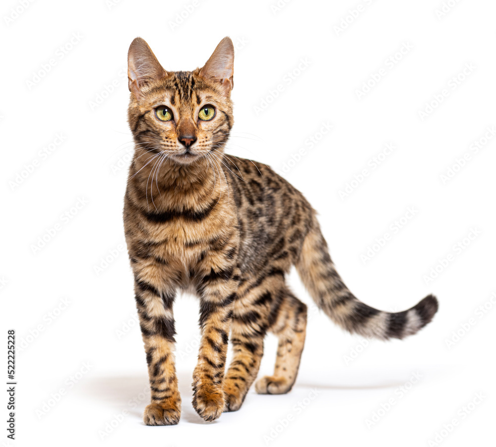 Bengal cat walking towards to the camera, isolated on white