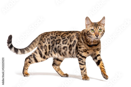 Brown bengal cat walking, isolated on white