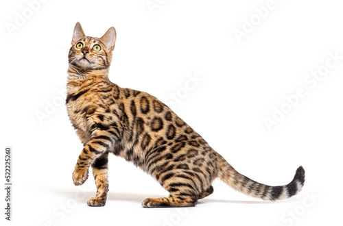 Side view of a Bengal cat pawing looking up  isolated on white