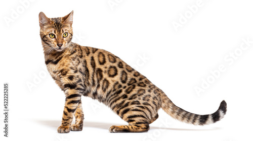 side view of a Bengal cat looking down away, isolated on white