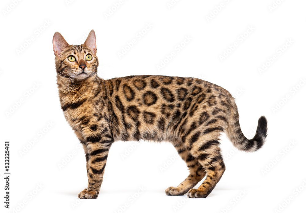 Standing brown bengal cat, side view, isolated on white
