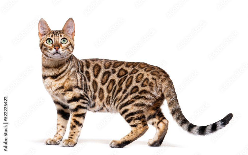 Standing brown bengal cat, side view, isolated on white Standing brown bengal cat, side view, isolated on white
