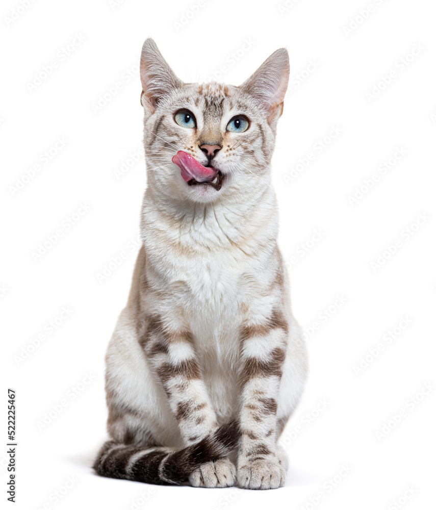 Snow lynx bengal store cat