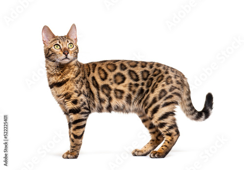 Standing brown bengal cat, side view, isolated on white