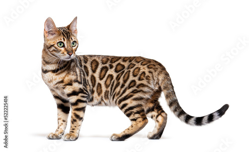 Standing bengal cat, side view, isolated on white